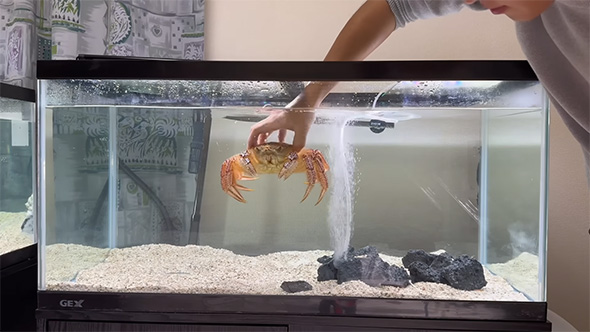 水槽にカニ投入