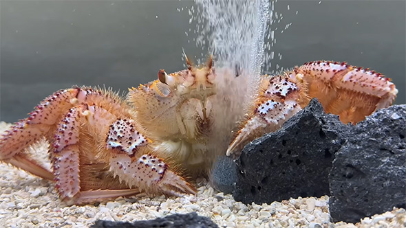 エアーを浴びるカニアップ