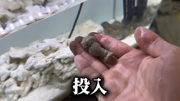 イソギンチャク投入