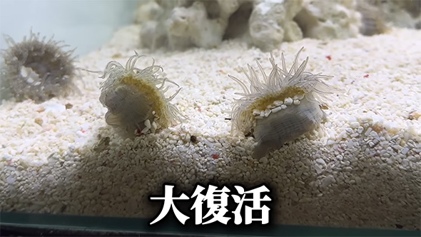 イソギンチャク大復活