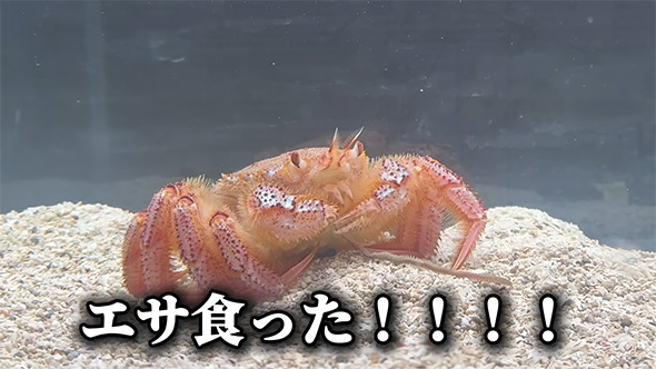 エサ食った