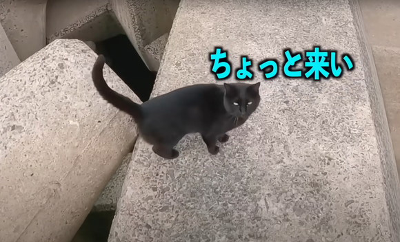 釣り場 出会い 黒猫 呼び出され 運命 保護 エピソード 2年後 お迎え 変化