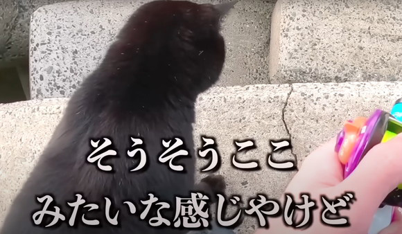 釣り場 出会い 黒猫 呼び出され 運命 保護 エピソード 2年後 お迎え 変化