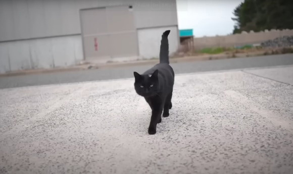 釣り場 出会い 黒猫 呼び出され 運命 保護 エピソード 2年後 お迎え 変化