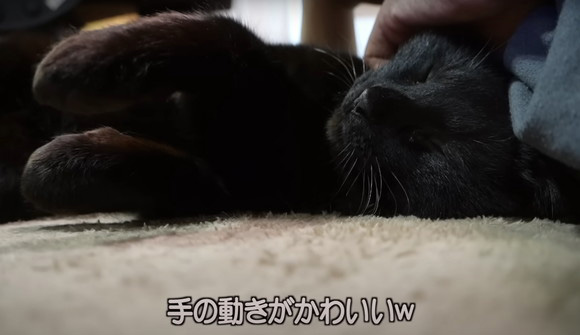 釣り場 出会い 黒猫 呼び出され 運命 保護 エピソード 2年後 お迎え 変化