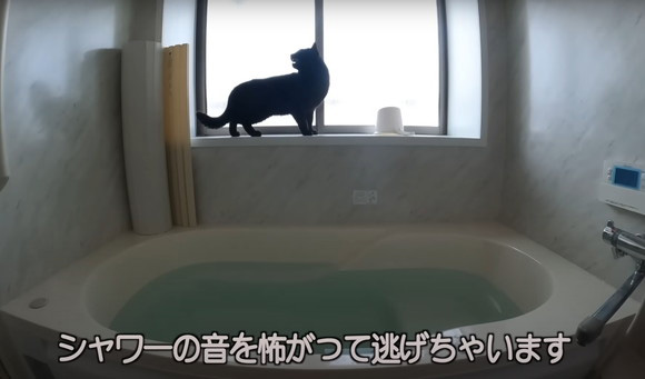 釣り場 出会い 黒猫 呼び出され 運命 保護 エピソード 2年後 お迎え 変化