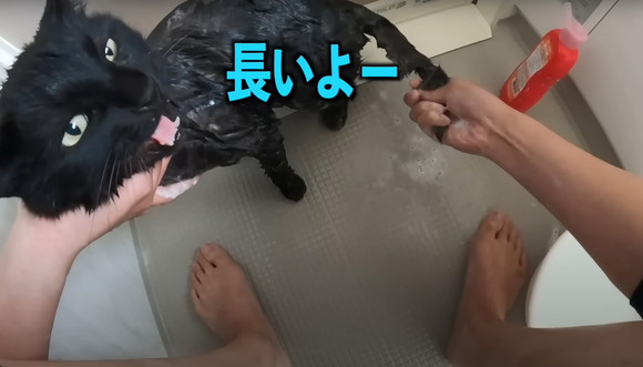 釣り場 出会い 黒猫 呼び出され 運命 保護 エピソード 2年後 お迎え 変化