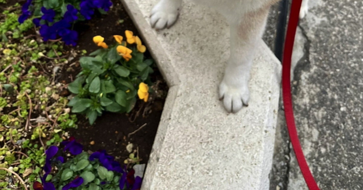 散歩中、花を見つけた柴犬が……　“1秒後の展開”に感涙の声「ほわああああ泣ける」「あと100000000000年生きるべき」（1/3） | 犬 ねとらぼ