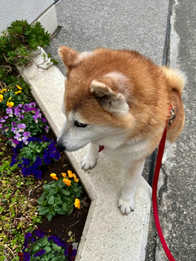 花壇をのぞき込む柴犬