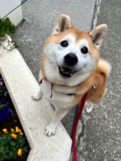 「お花あったよ！」と笑顔で報告する柴犬