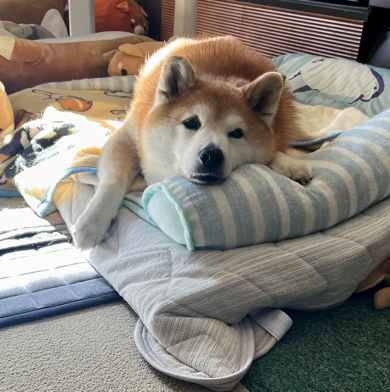 めんどくせぇ〜な表情の柴犬