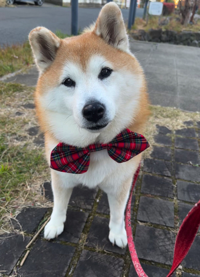 ねずっちみたいなリボンが似合う柴犬