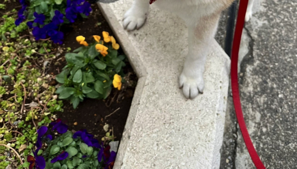 お散歩中にお花を発見した柴犬