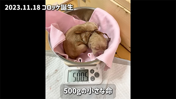 500グラムの小さな