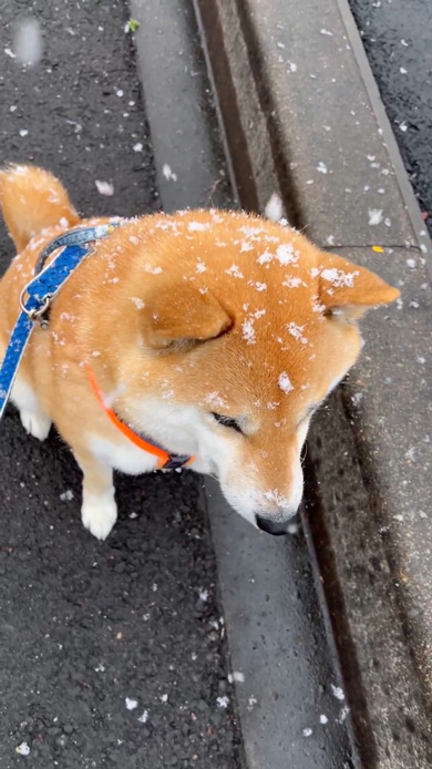 柴犬 揚げパン 目指す 雪 砂糖 まぶす 似てる