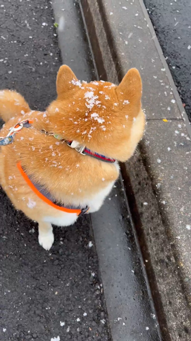 柴犬 揚げパン 目指す 雪 砂糖 まぶす 似てる