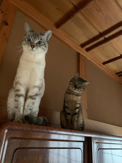 並んでいる猫ちゃんたち