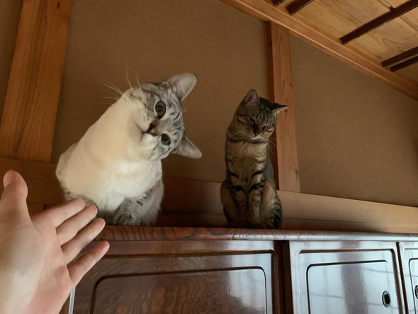 並んでいる猫ちゃんたち