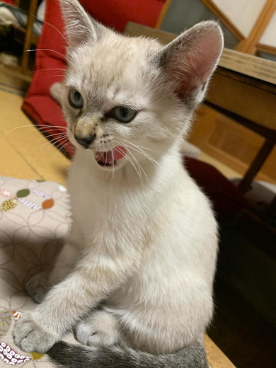 悪い顔をしている子猫