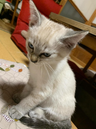 悪い顔をしている子猫