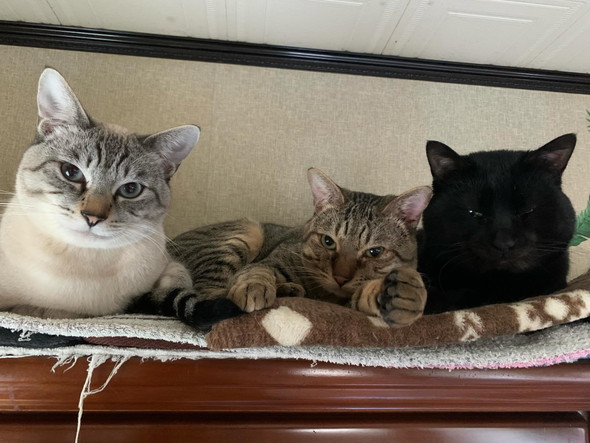 くっついてくつろぐ猫ちゃんたち