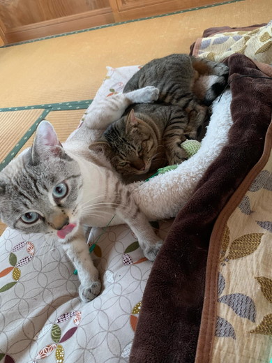 一緒にくっついて寝る猫ちゃんたち