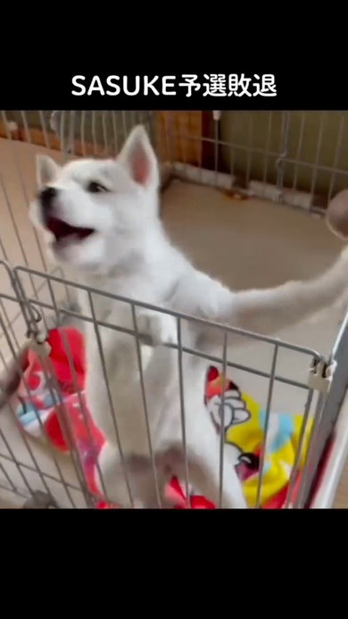 倒れる犬