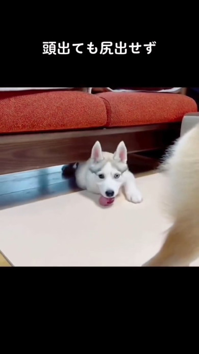 ソファーの下の犬