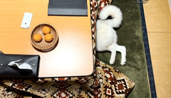コタツの中の犬