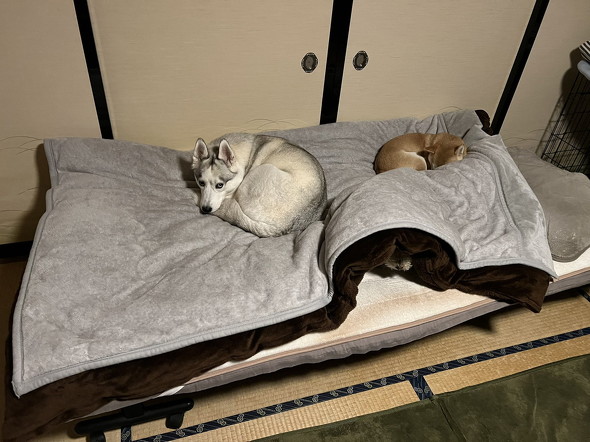 布団の上の犬