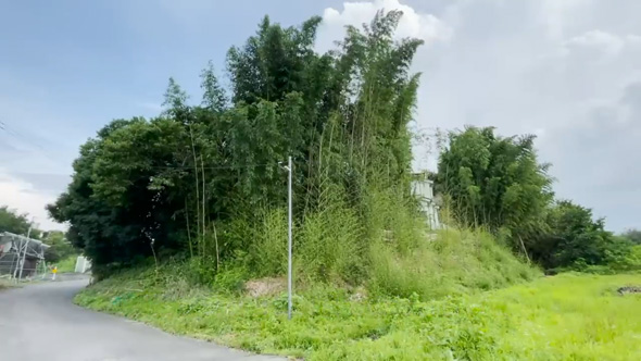 庭 竹 対策 戦い 1メートル切り 3年 結果 ビフォーアフター