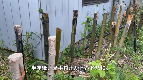 庭 竹 対策 戦い 1メートル切り 3年 結果 ビフォーアフター