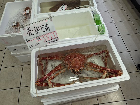 吉池でタカアシガニを購入