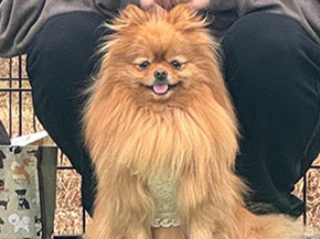 ドッグランになじめないワンコ