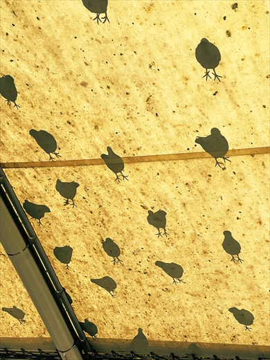 ハトのモノグラム柄みたいになったテント