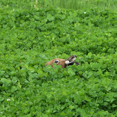 エゾユキウサギの夏の姿