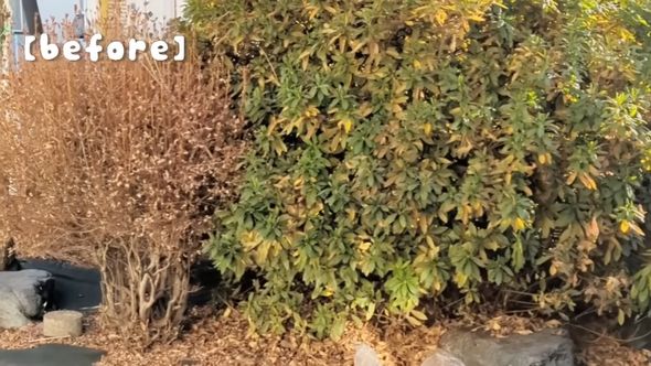 庭木に覆われて地面が見えない作業前の庭