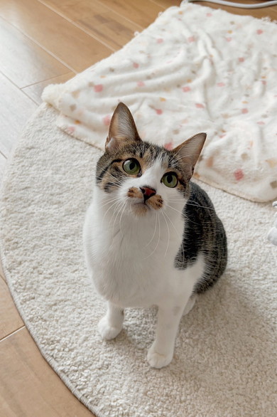 見上げる猫ちゃん
