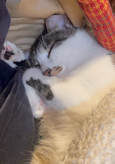 寝ている猫ちゃん