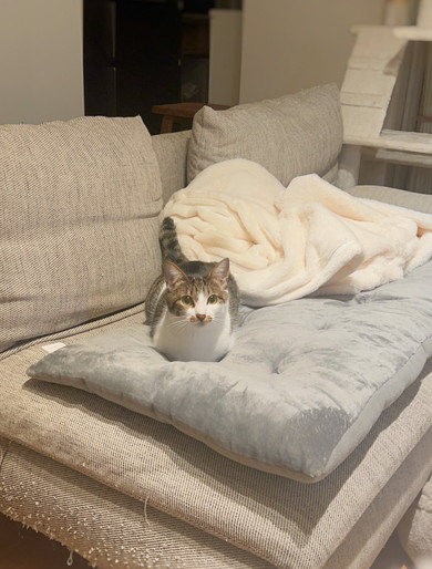 香箱座り中の猫ちゃん