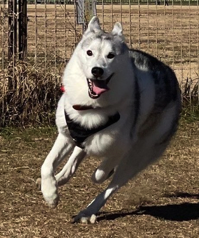 ドッグランを駆け回るシベリアン・ハスキー