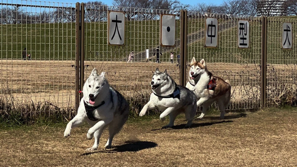 見事にシンクロしている3匹のワンコ