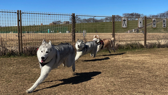 シンクロした華麗なポージングも披露