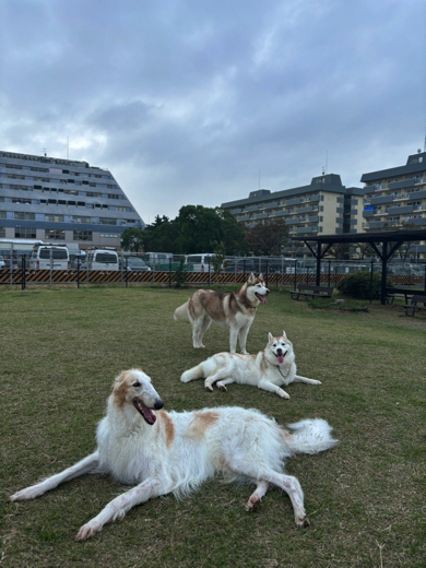 どうぶつタワーバトルみたいな写真