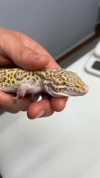 1歳のヒョウモントカゲモドキ