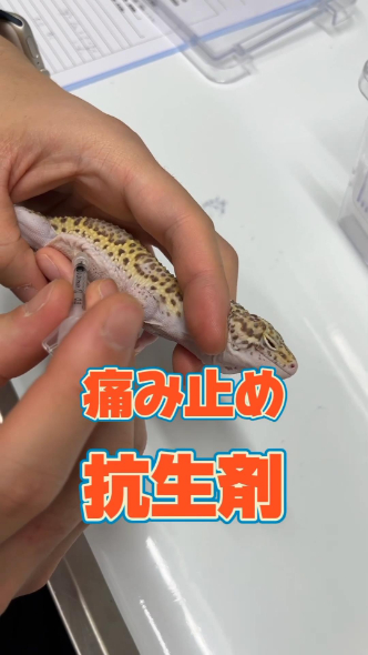 注射をする