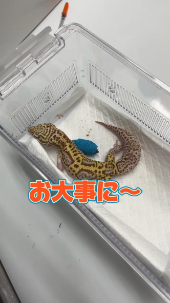 治療を終えたヒョウモントカゲモドキ