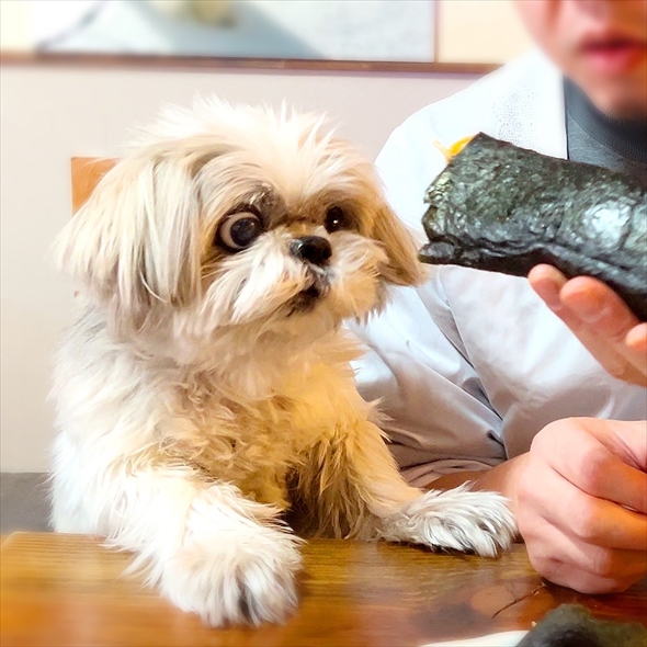 酢飯でパスタを巻いたら愛犬にこんな顔された