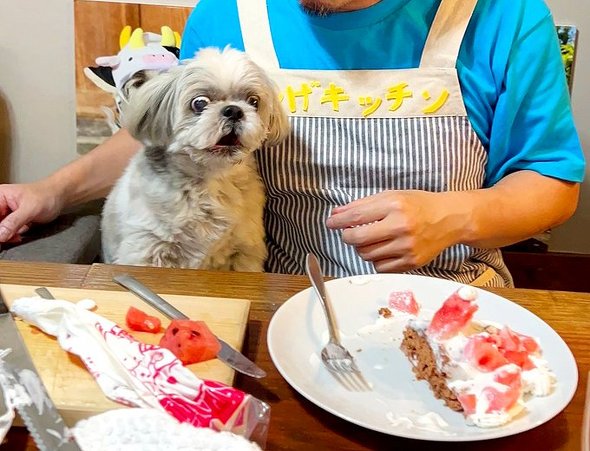 愛犬のシーズー