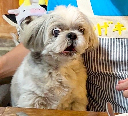 愛犬のシーズー